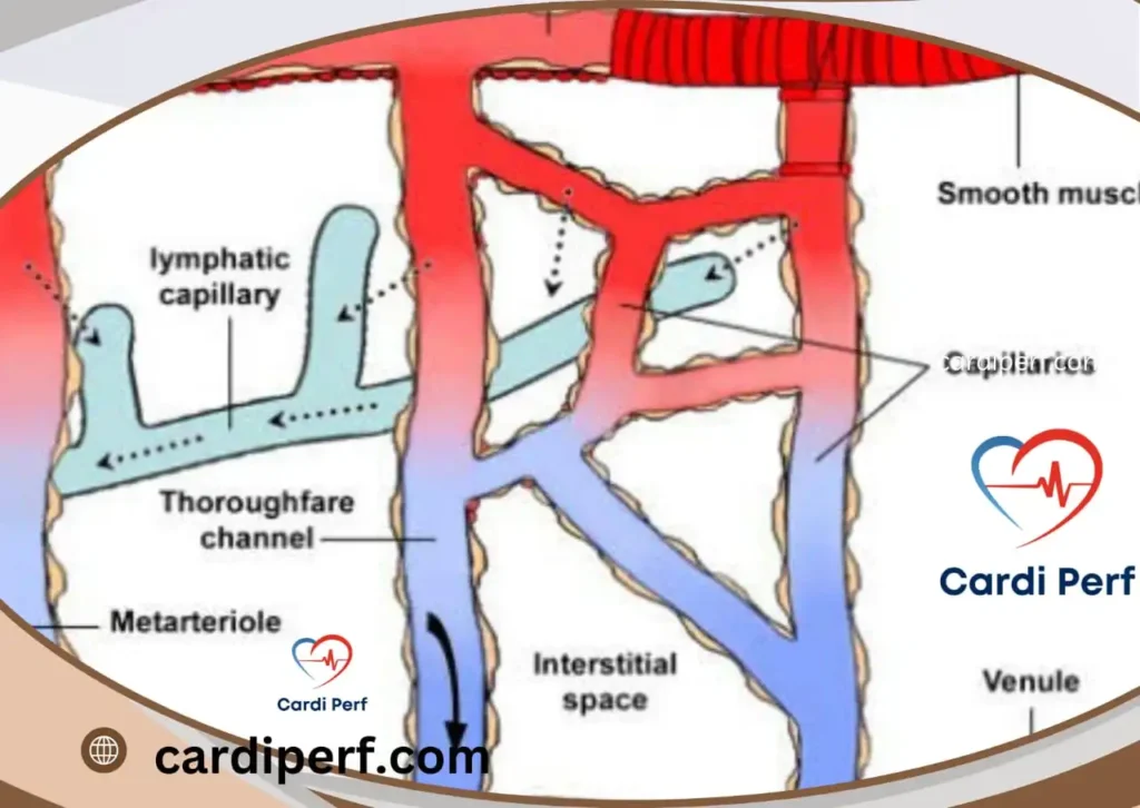 Detailed visualization of microcirculation and capillary exchange in human tissue, essential for optimal perfusion.