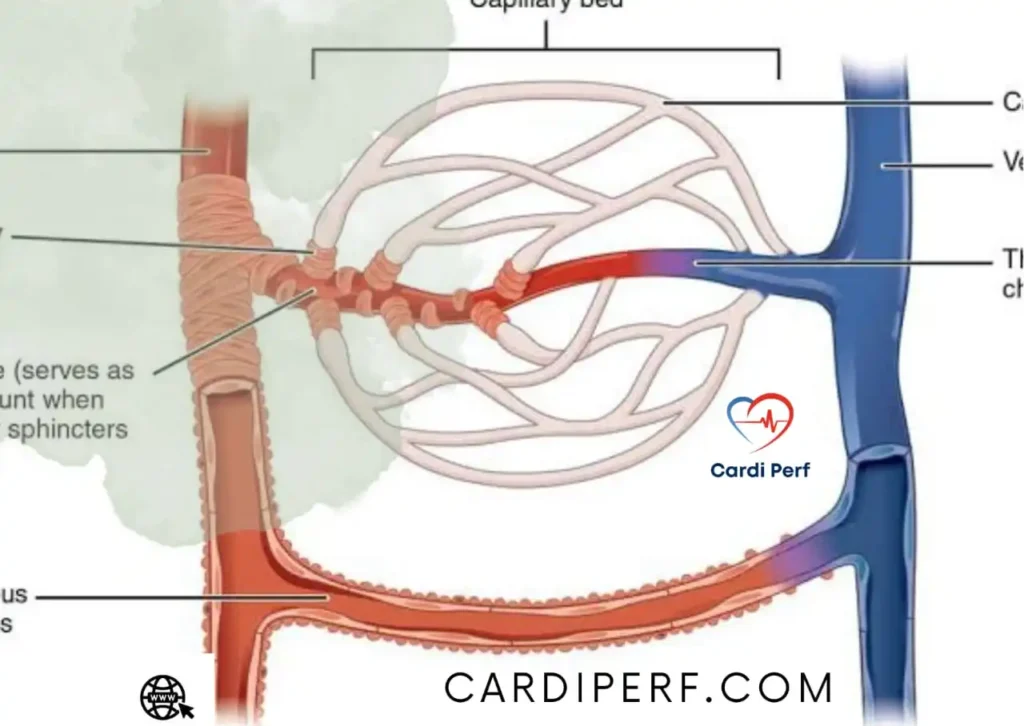 Visualization of capillary network and microcirculation, demonstrating the exchange of oxygen and nutrients at the cellular level.